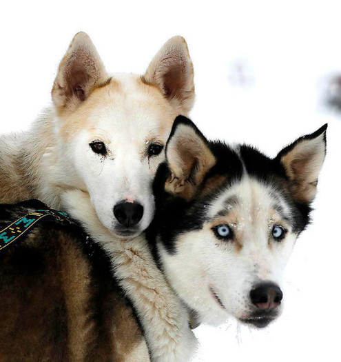 45313_301220496661329_905242375_n - animale si  pasari si altele