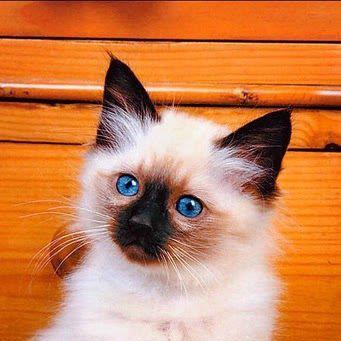 58640_514562131899336_103353346_n - animale si  pasari si altele