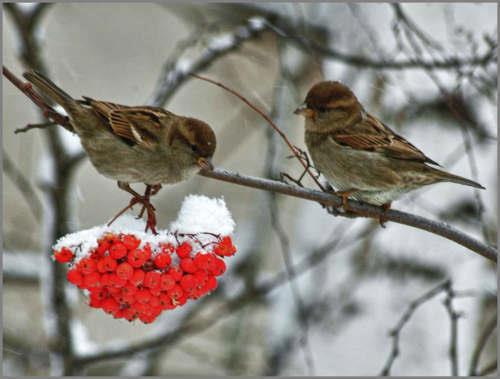 59368_300481066735272_1834299498_n - animale si  pasari si altele