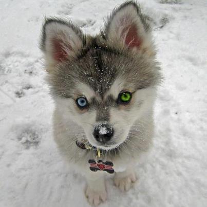 64914_514327271922822_867602102_n - animale si  pasari si altele