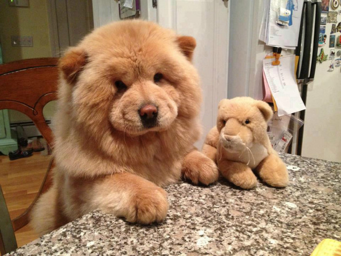 64963_395429643881894_440071804_n - animale si  pasari si altele