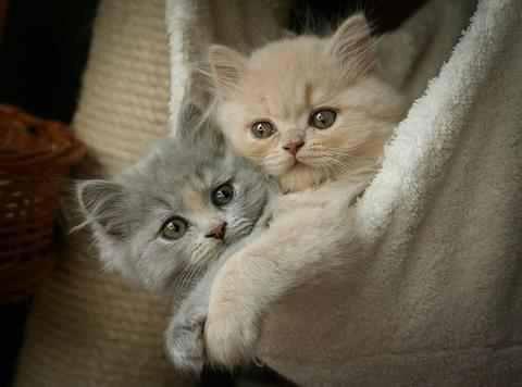 73808_477833375601412_930044718_n - animale si  pasari si altele