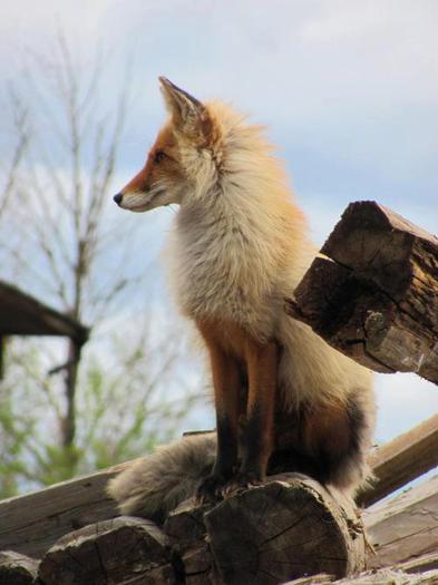 74584_312372325546146_506352018_n - animale si  pasari si altele