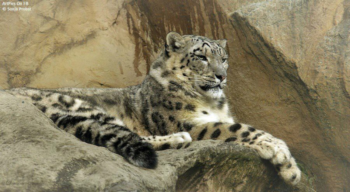 149193_475765939141489_490013938_n - animale si  pasari si altele