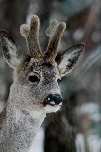 154993_307163166067062_1925659956_n - animale si  pasari si altele