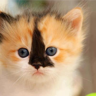 197015_514355715253311_1063550864_n - animale si  pasari si altele