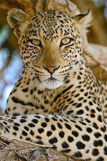 248313_477698895614860_1155653068_n - animale si  pasari si altele