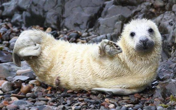 249879_310304972419548_954191646_n - animale si  pasari si altele