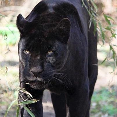 255138_478269272224489_1027387181_n - animale si  pasari si altele