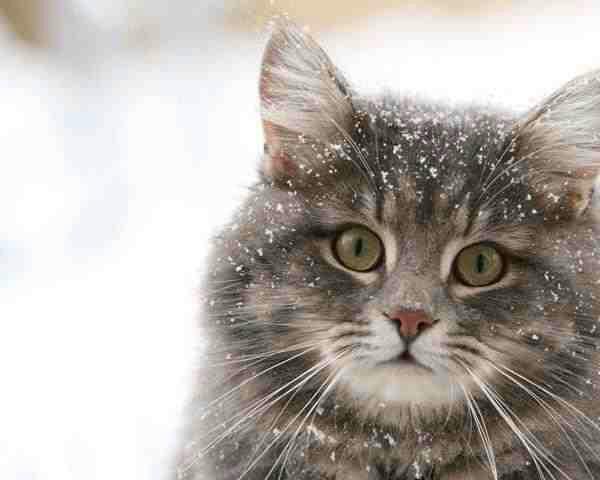 268000_281597675296387_1562524081_n - animale si  pasari si altele