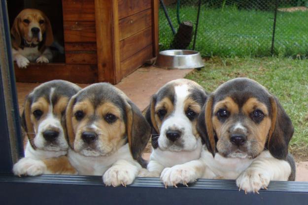 481623_302366136546765_678652907_n - animale si  pasari si altele