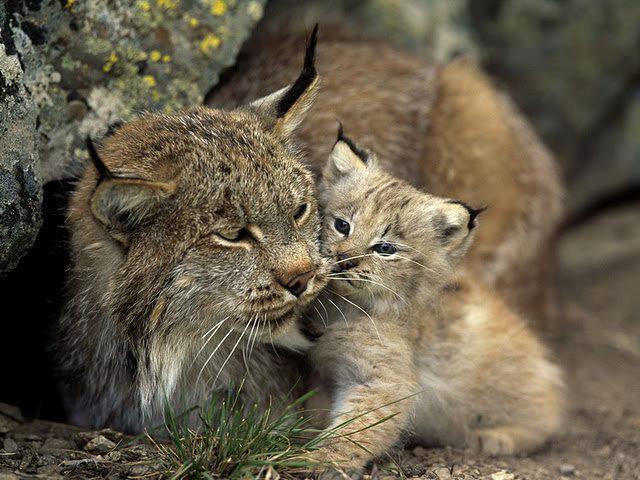 306817_293381257445253_1056816095_n - animale si  pasari si altele