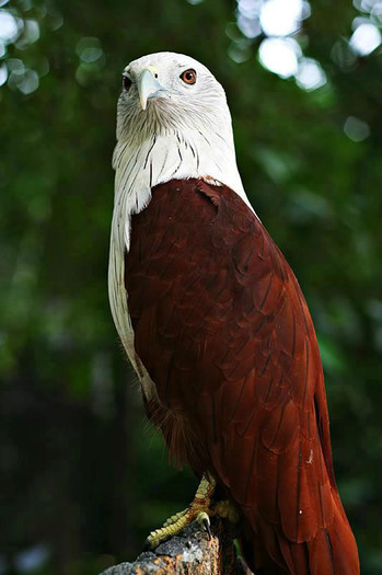 321028_314320358684676_502664035_n - animale si  pasari si altele