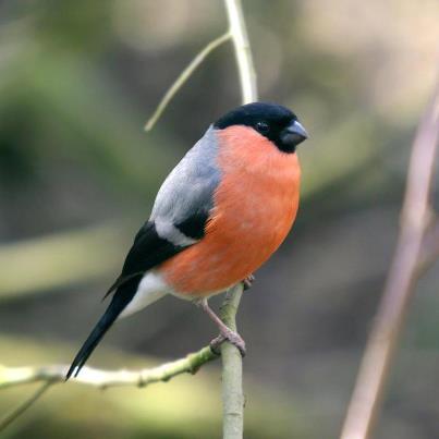 375554_451017634945716_2025960594_n - animale si  pasari si altele