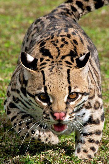394931_312373215546057_1202620133_n - animale si  pasari si altele