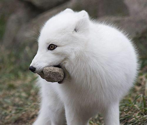 397041_305569142893131_738189651_n - animale si  pasari si altele