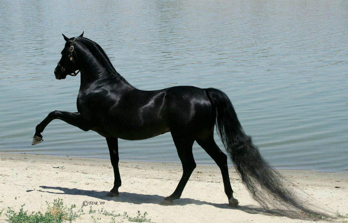 407878_310331709083541_51038948_n - animale si  pasari si altele