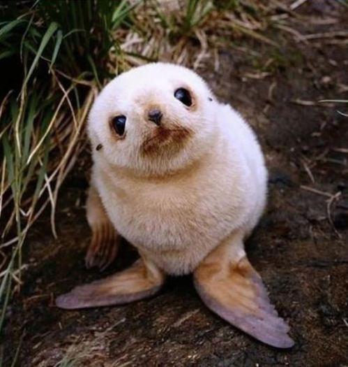 537326_10151642182830558_1314451864_n - animale si  pasari si altele