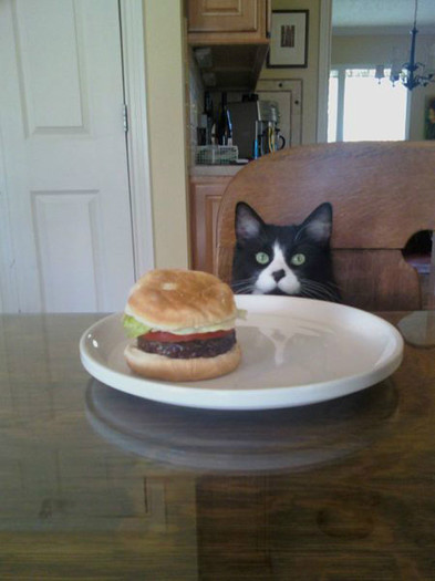 poze_cu_animale_amuzante_29