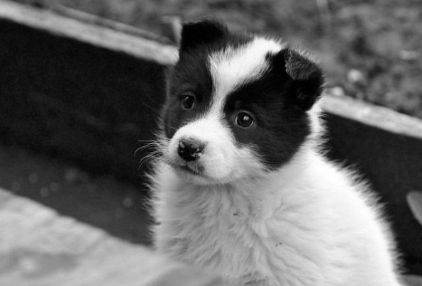 poze-cu-animale-haioase-2-11