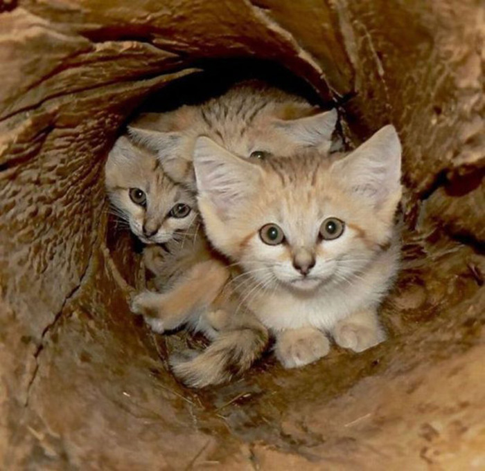 poze-cu-animale-haioase-15-19 - animale si  pasari si altele
