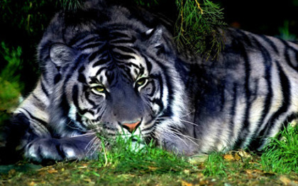tigru_bengalez - animale si  pasari si altele