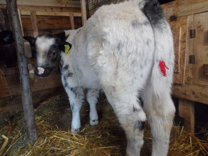 6 saptamani belgian blue - Vitel belgian blue