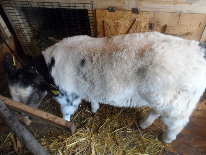 SAM_1722 - Vitel belgian blue