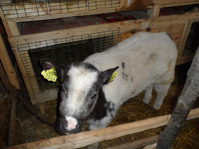 SAM_1731 - Vitel belgian blue