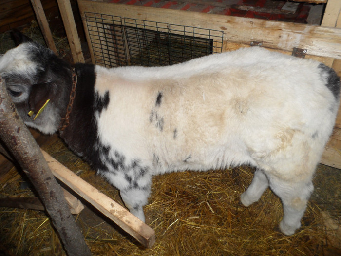 SAM_1735 - Vitel belgian blue