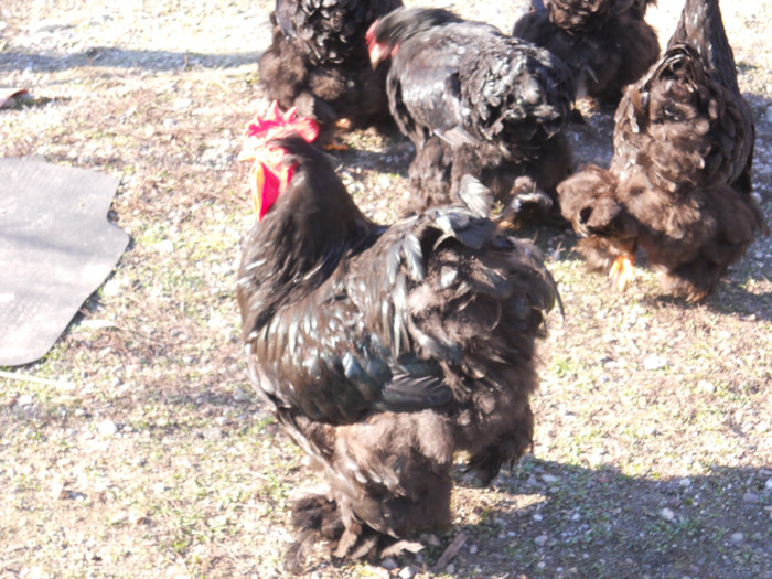 Familie de cochin negru