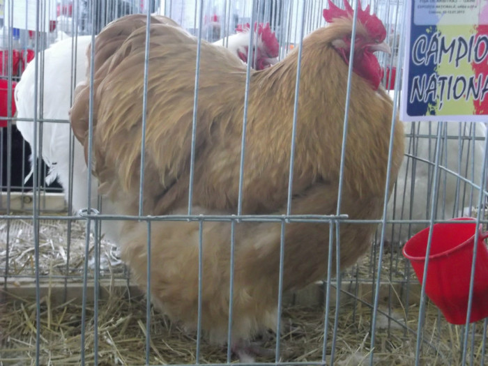 CAMPION NATIONAL CRAIOVA 2013