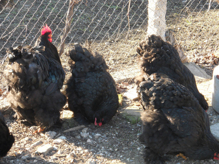 DSCN3628 - cochinchina negru 2013