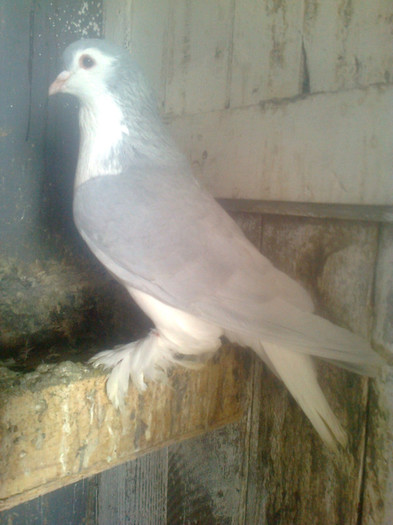 Fotografie0496 - Lahore Poze 2012