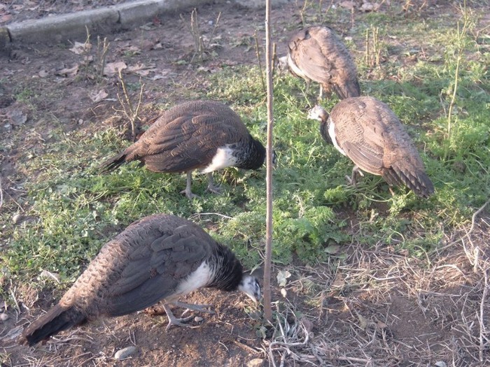 425557_101386926653984_716721312_n - fermadepauni825