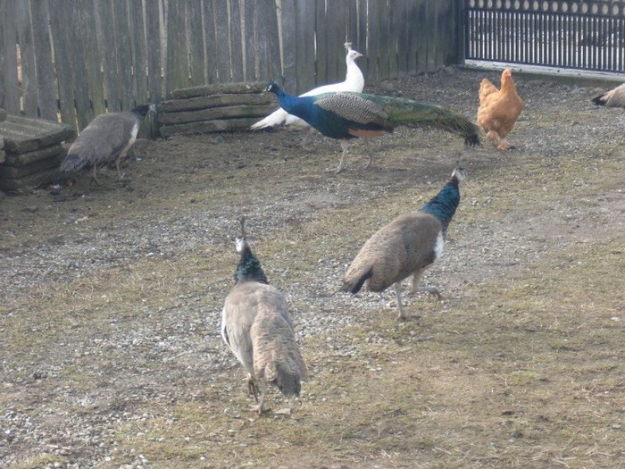 396232_101371986655478_142557653_n