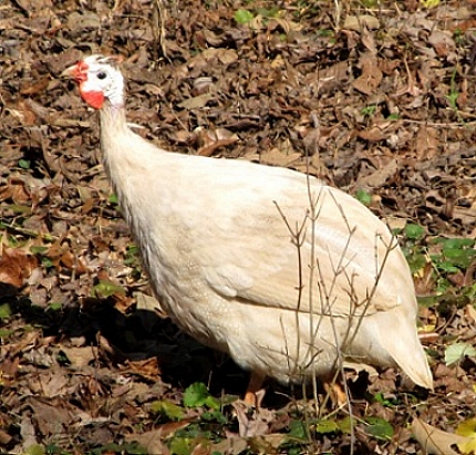 6.BLONDE - Varietati de bibilici domestice