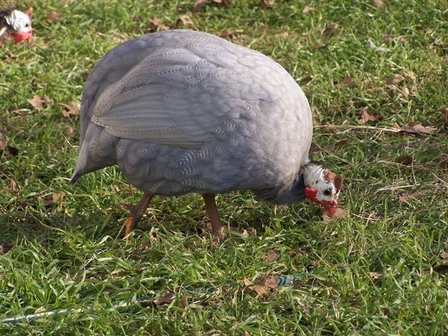 9.ALBASTRU CORAL