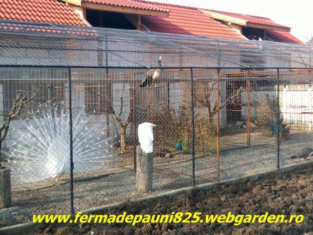 1337847993_317469194_1-Fotografii-de--Pauni-de-Vanzare-www-fermadepauni825-webgarden-ro- - Locatie Pauni