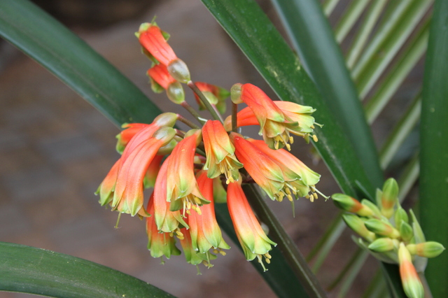 3rd_Best_on_Show - Expozitii Clivia