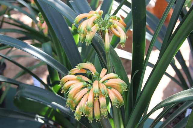 Best_on_Show - Expozitii Clivia