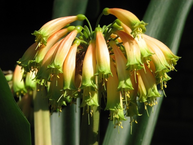 clivia gardenii - Expozitii Clivia
