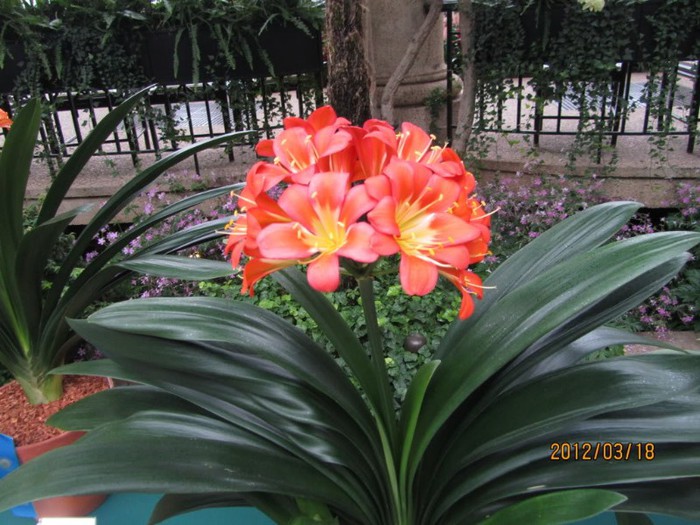 LONGWOOGGARDENS2012 - Expozitii Clivia