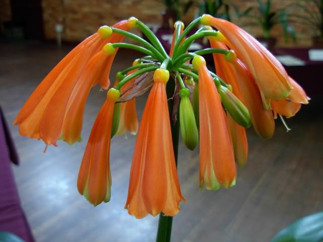 MIniataxMirabilisfirstflower2ndinInterspeced