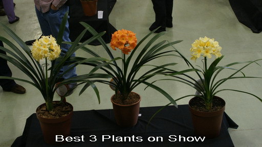 Skou-2 - Expozitii Clivia