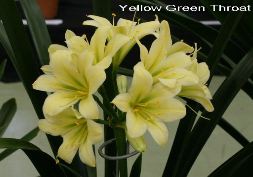 Skou-6 - Expozitii Clivia