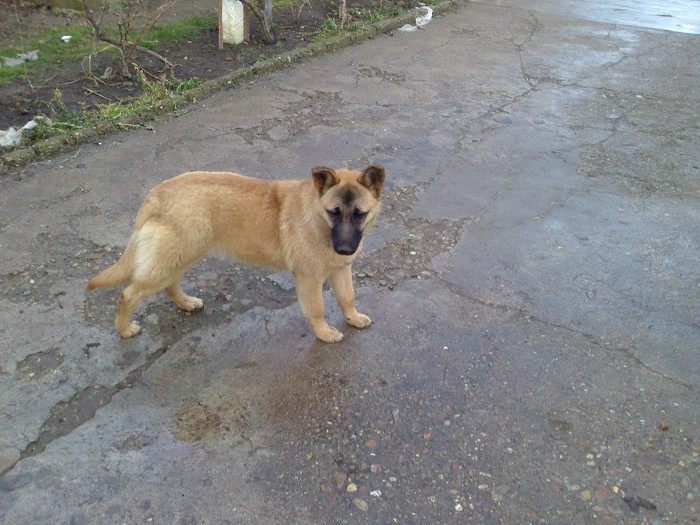 DSC_0151 - CIOBANESC BELGIAN MALINOIS