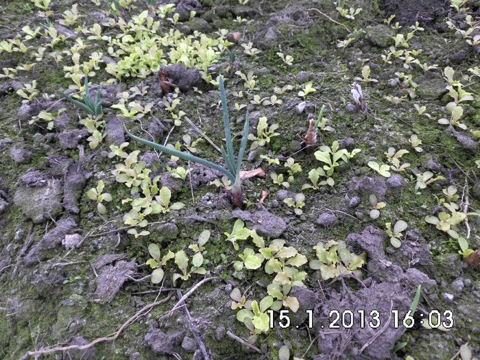 NICI CEAPA NU SE LASA