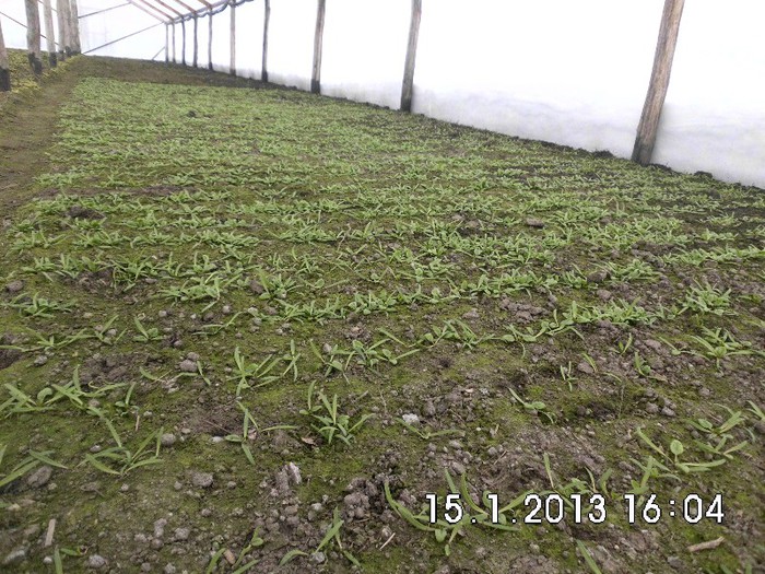 SPANACU CRESTE SI EL