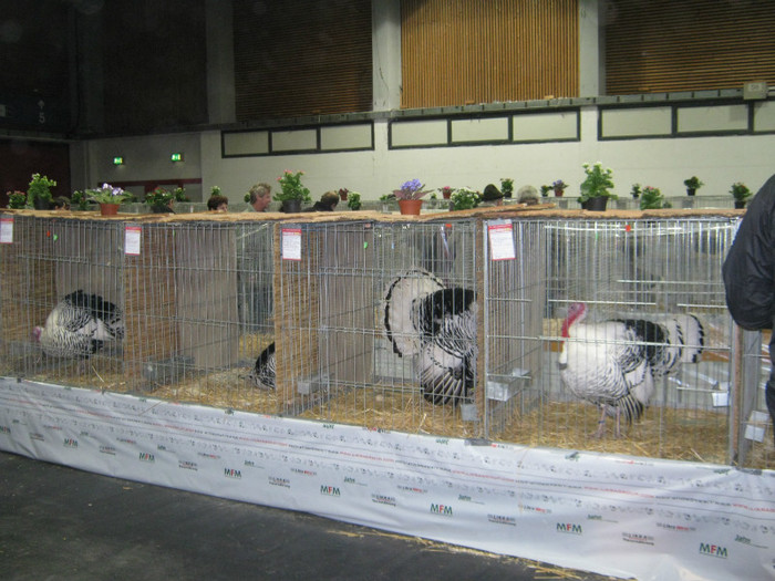 wels_2013_ 119 - Expo-Wels-2013